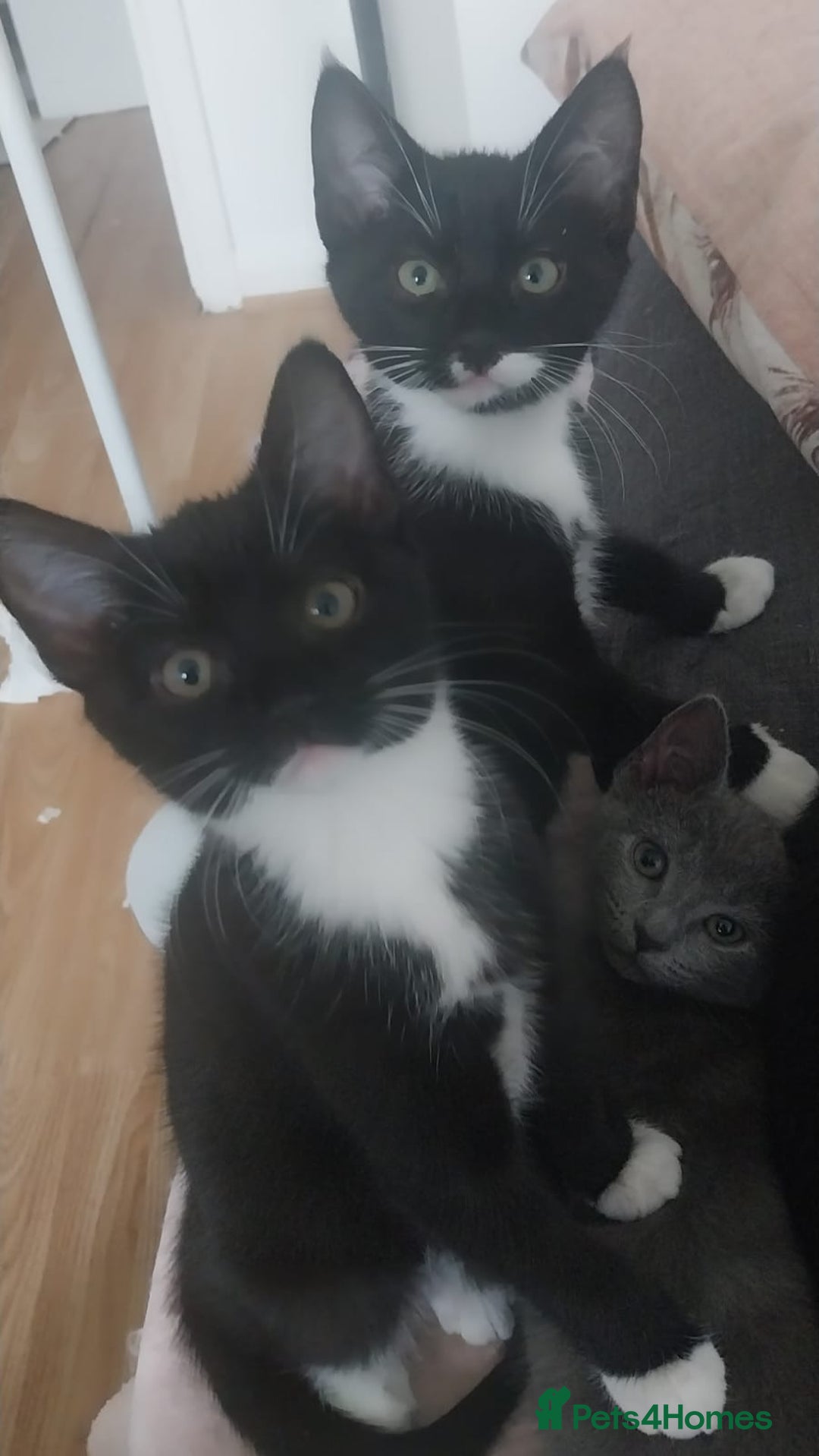 Mixed Breed cats for sale: Adorable kittens looking for a loving home - Advert 5