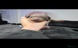 Miniature Dachshund dogs for sale: Miniature dachshunds - Advert 20