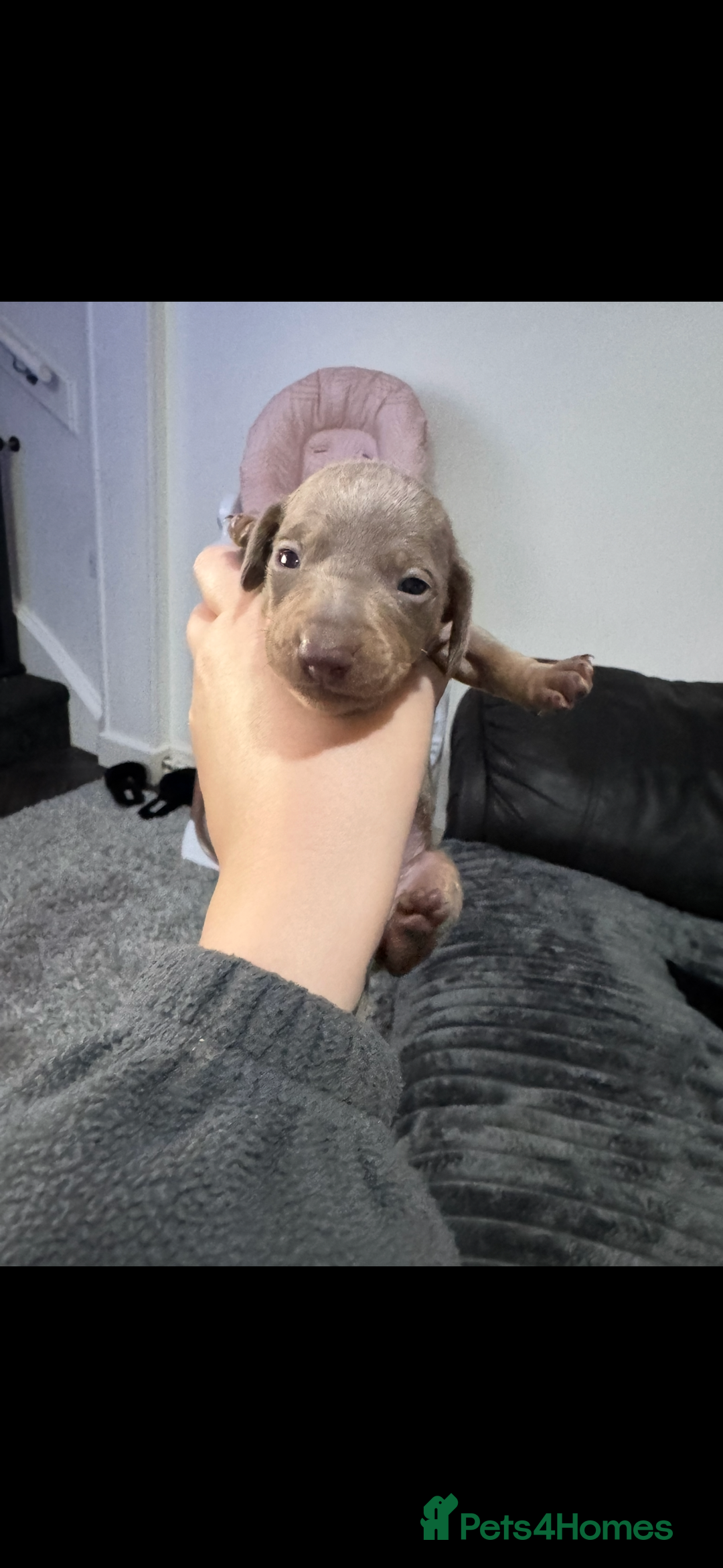 Miniature Dachshund dogs for sale: Miniature dachshunds - Advert 20