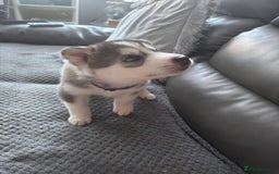 Siberian Husky dogs for sale: Siberian huskies  for sale  - Image 33