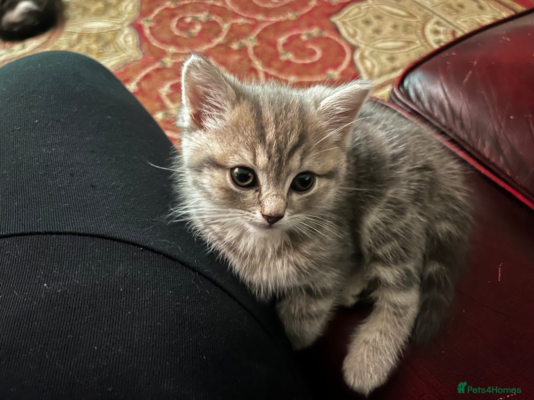 American Shorthair cats for sale: Adorable Tabby Kittens – Ready for Forever Homes - Advert 6