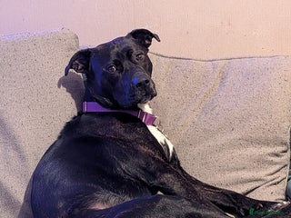 Mixed Breed dogs - Advert 1