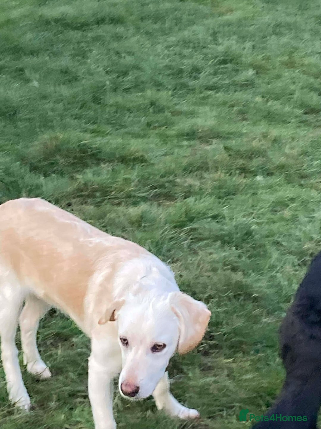 Mixed Breed dogs for adoption: REX   - Advert 7