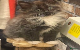 Ragdoll cats for sale: Radgoli mix maine conn - Image 8