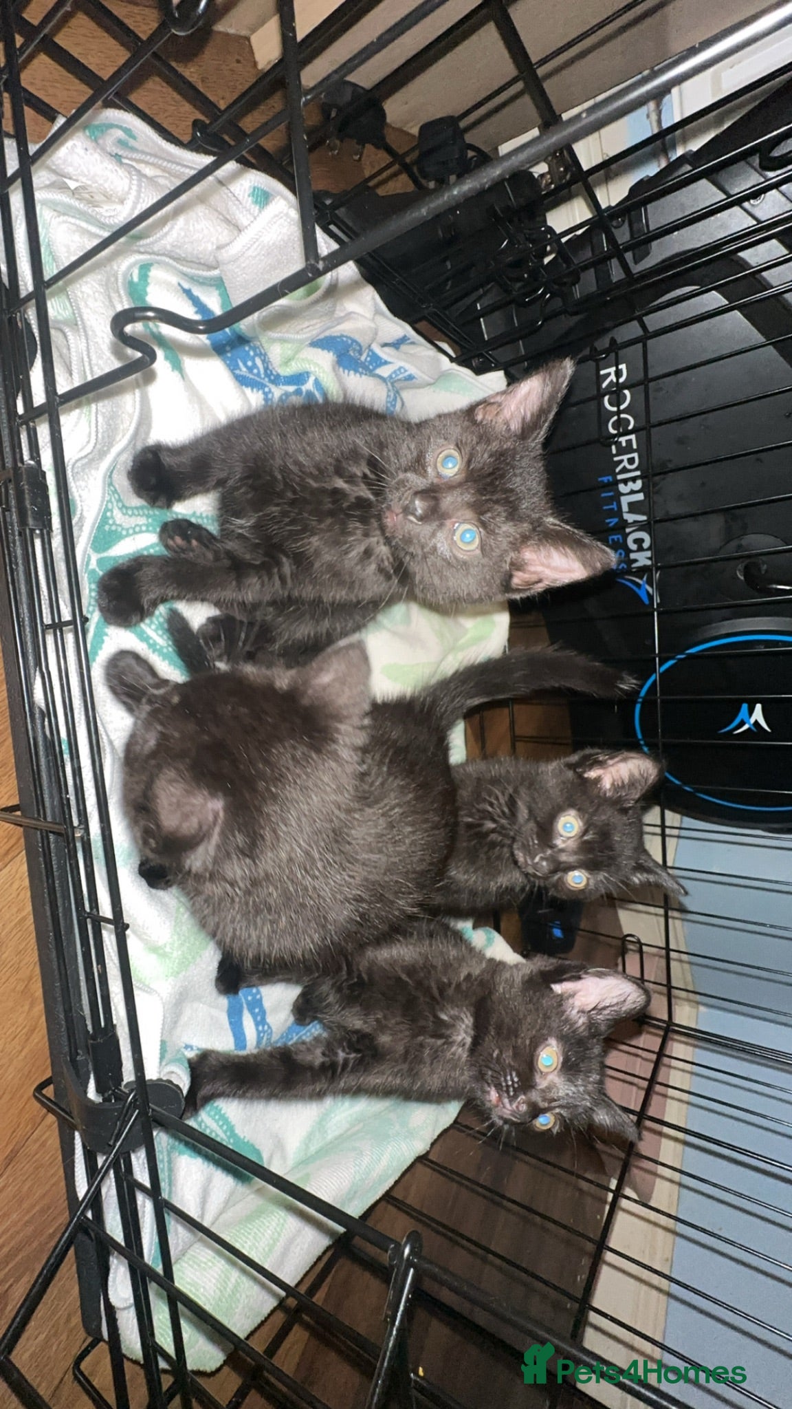 British Longhair cats Black British long haired cats  - Advert 2