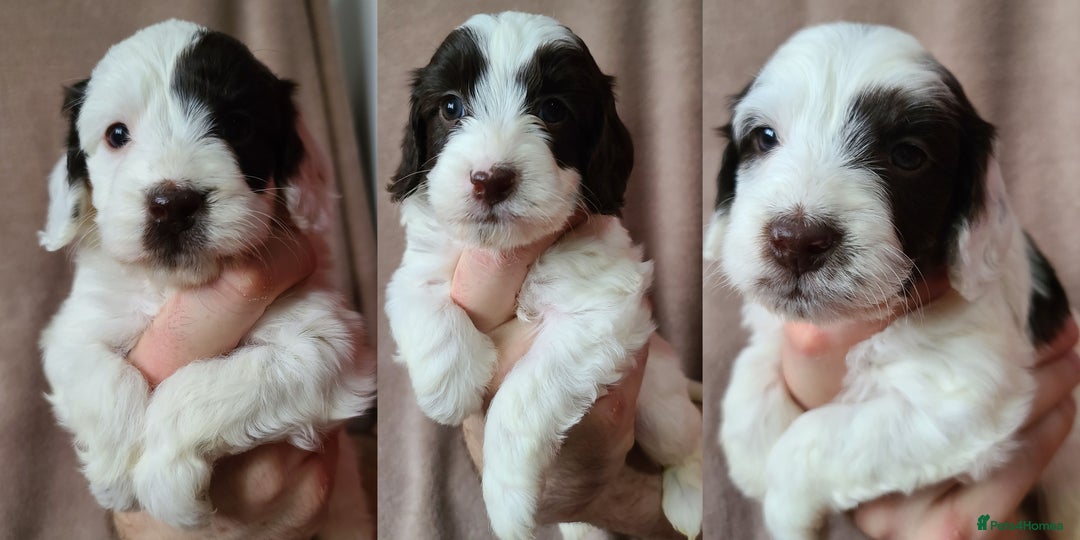 Cockapoo dogs for sale: F1 cockapoos. DNA Health Tested. Chocolate Parti - Advert 4