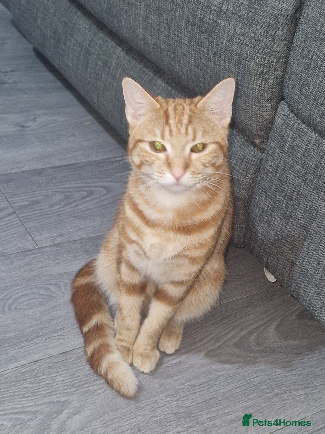 Domestic Shorthair cats for sale: Adorable Ginger Tabby Kitten ( ** ) - Advert 2