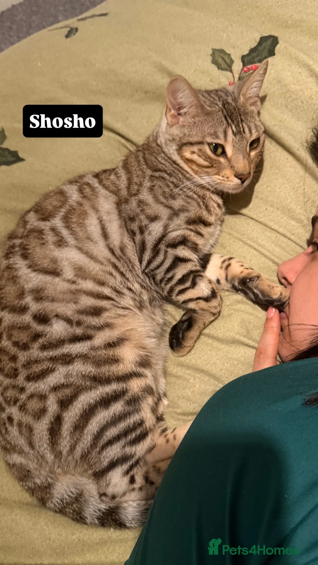 Bengal cats for sale: Beautiful Bengal kittens 2m 1f Price is negotiable in Harrow - Advert 21