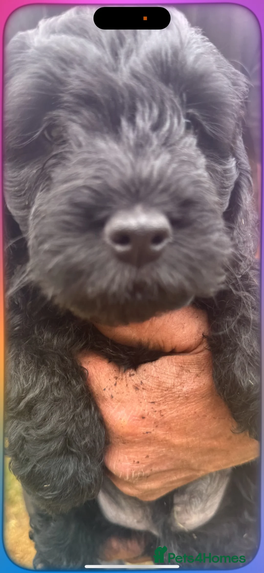 Mixed Breed dogs for sale: golden doodle/ cockerpoo puppies 5 boys  - Advert 2