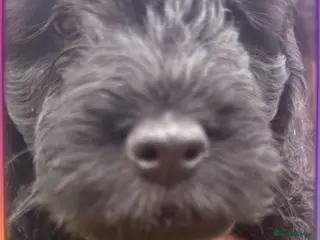 Mixed Breed dogs golden doodle/ cockerpoo puppies 5 boys - Advert 2