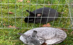 English rabbits for sale: 3 rabbits for sale  - Image 6
