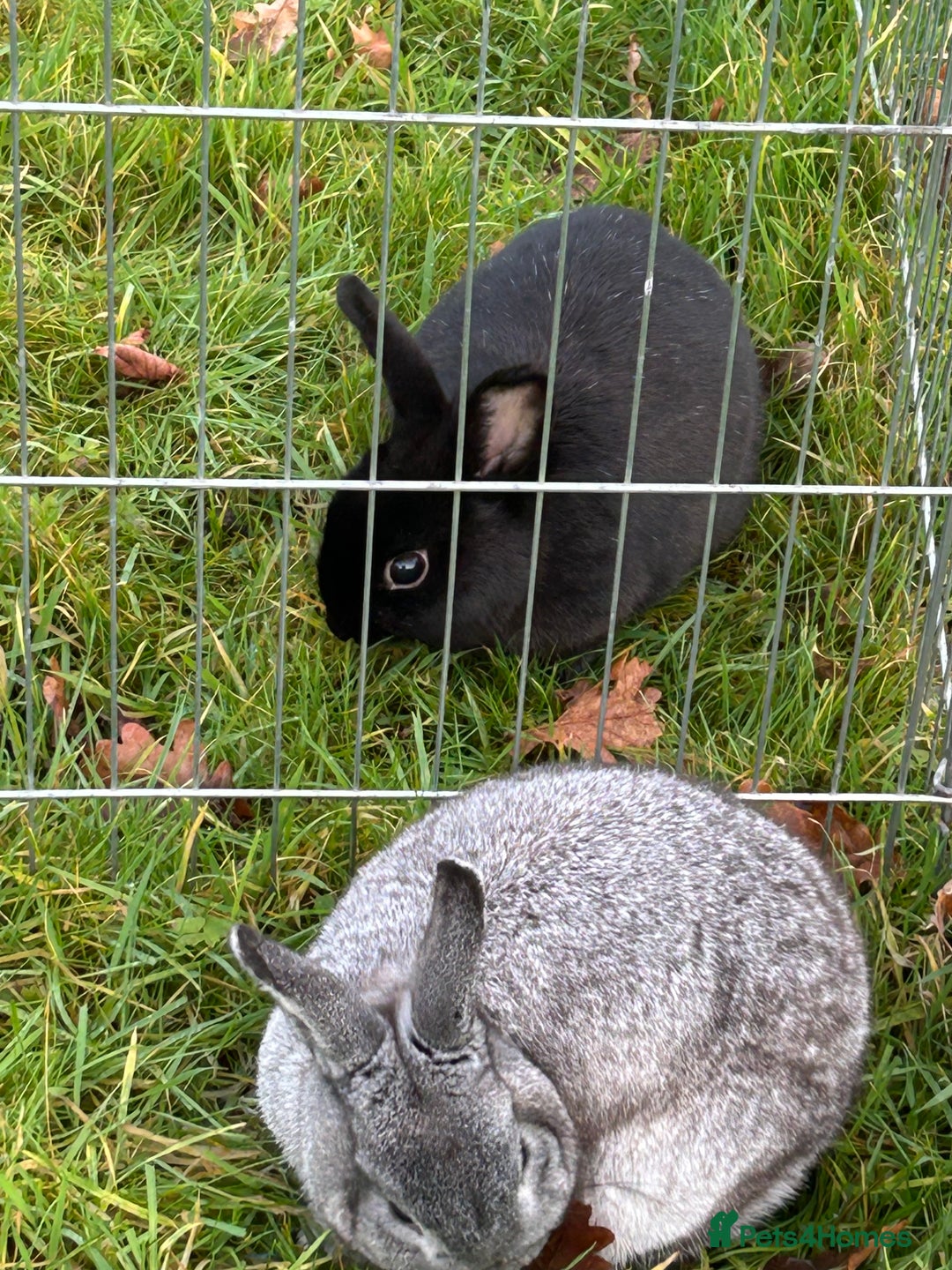 English rabbits for sale: 3 rabbits for sale  - Image 6