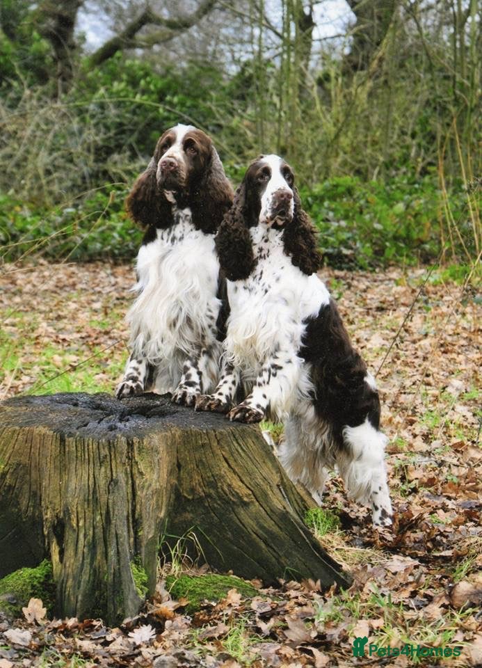 English Springer Spaniel dogs Show bred English Springer Spaniel puppies - Advert 1