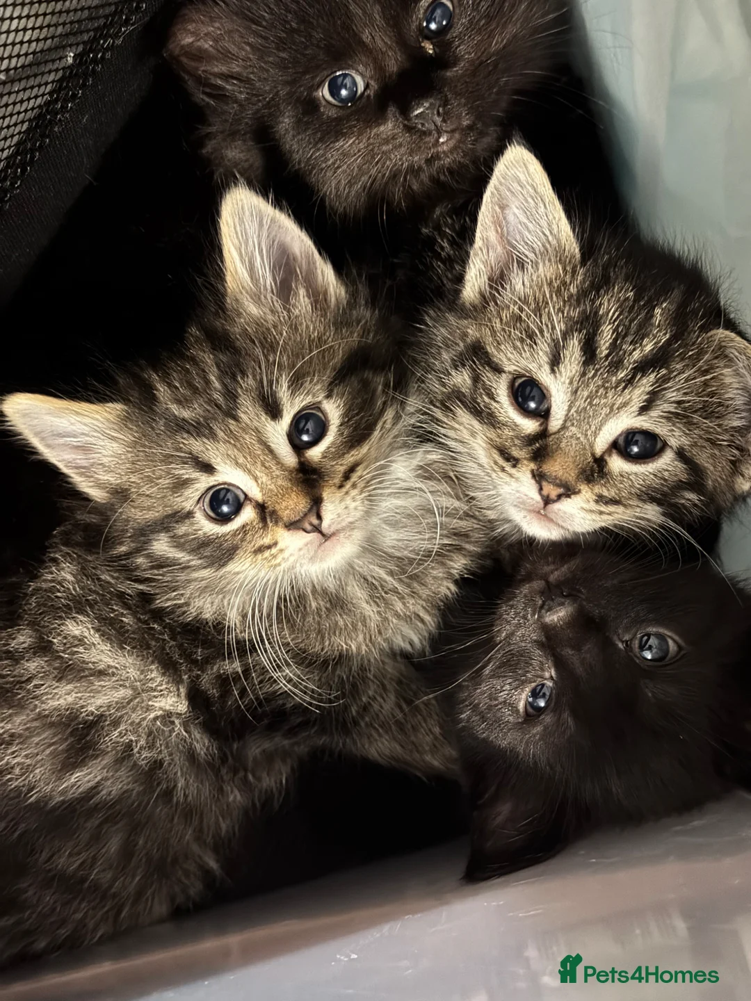 Mixed Breed cats for sale: 4 gorgeous male kittens in Somerton - Advert 1