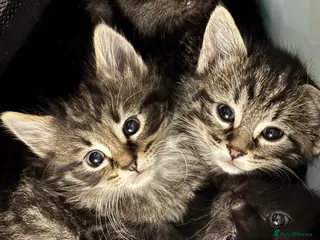 Mixed Breed cats 4 gorgeous male kittens - Advert 1