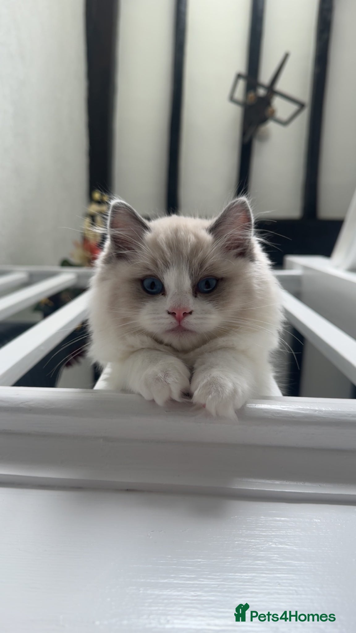 Ragdoll cats Gorgeous blue bicolour GCCF kitten - Advert 18
