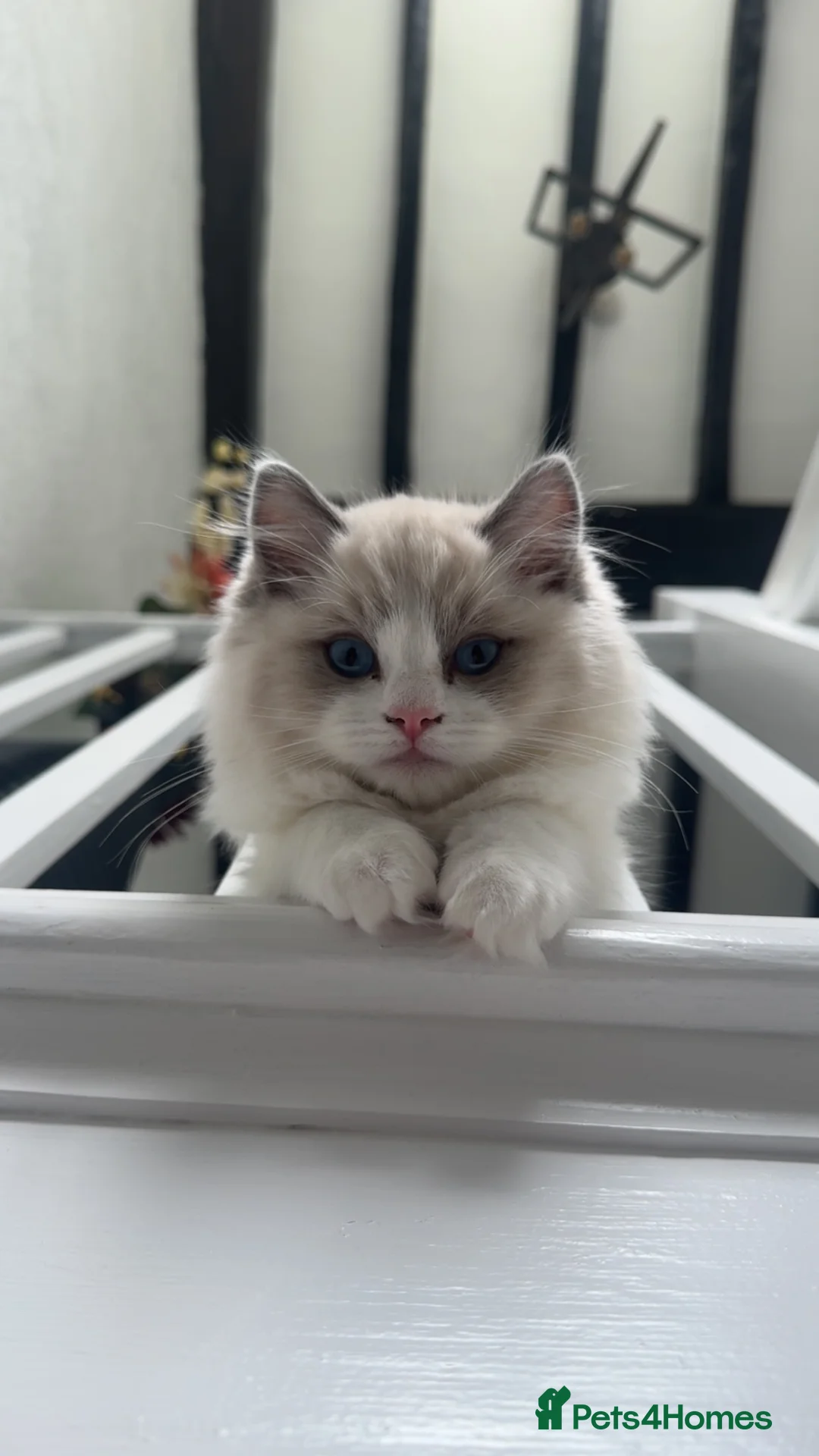 Ragdoll cats for sale: Gorgeous GCCF kitten - Advert 2