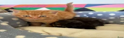 Mixed Breed cats for sale: Beautiful friendly kittens  - Advert 8