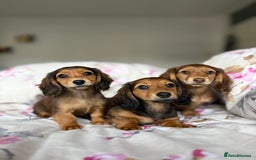 Dachshund dogs for sale: Kc . Reg. miniature longhair dachshund puppies  - Image 6