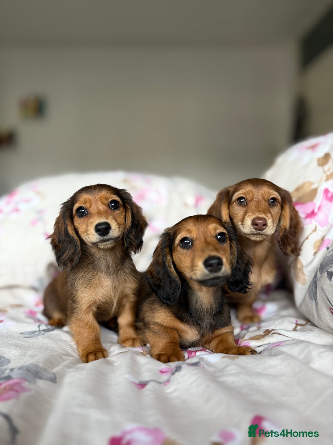 Dachshund dogs for sale: Kc . Reg. miniature longhair dachshund puppies  - Image 6