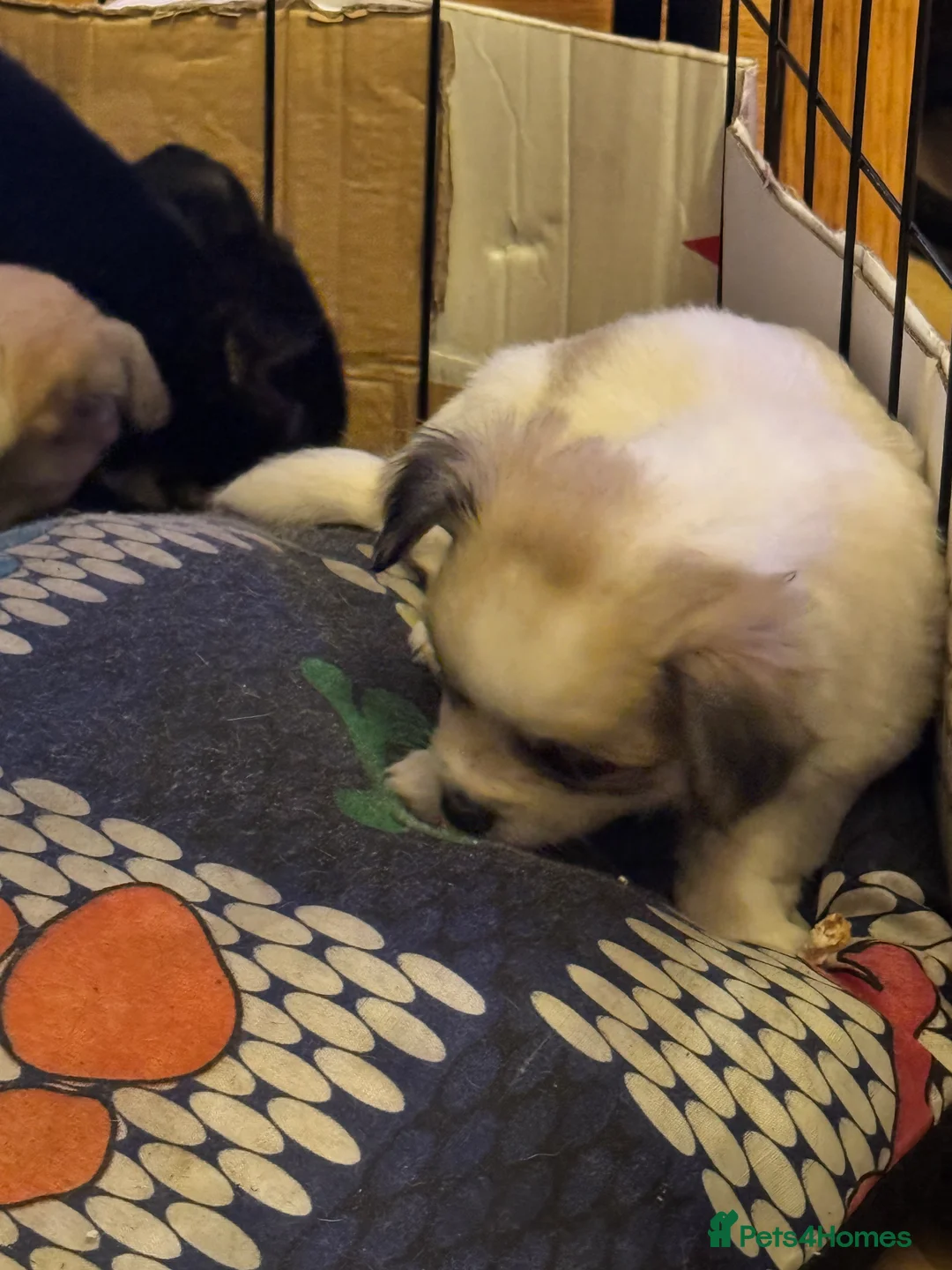 Chihuahua dogs for sale: Chihuahua pups - Advert 13