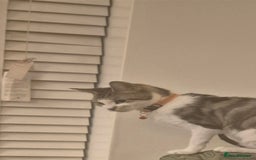 American Shorthair cats for sale: Caramel beautiful 2 year cat - Image 7