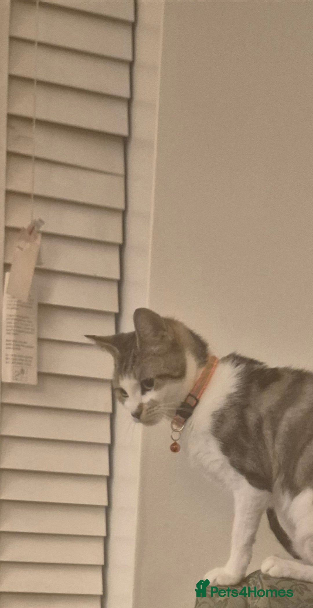 American Shorthair cats for sale: Caramel beautiful 2 year cat - Image 7