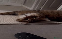 Domestic Shorthair cats for sale: 2 1/2 year old sweet girl  - Advert 4