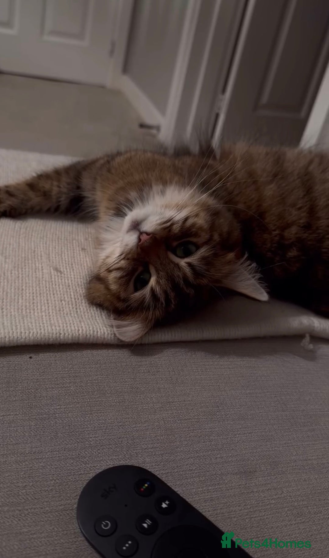 Domestic Shorthair cats for sale: 2 1/2 year old sweet girl  - Advert 4