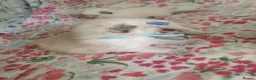 Ragdoll cats for sale: 💖 Beautiful Ragdoll kittens for Sale 💖 - Advert 27
