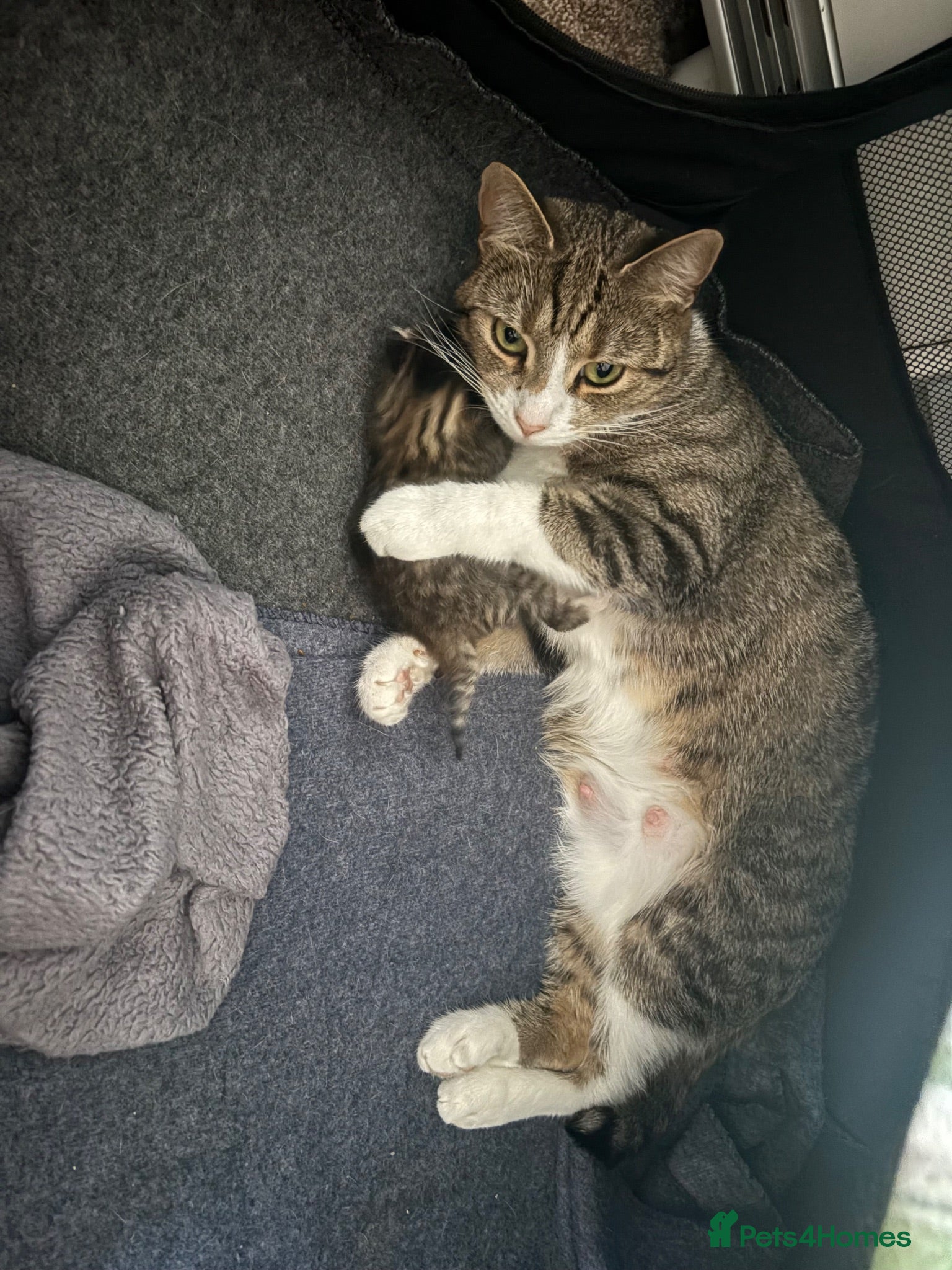 Mixed Breed cats **BEAUTIFUL FEMALE KITTEN** - Advert 1
