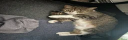 Mixed Breed cats for sale: **BEAUTIFUL FEMALE KITTEN** - Advert 2