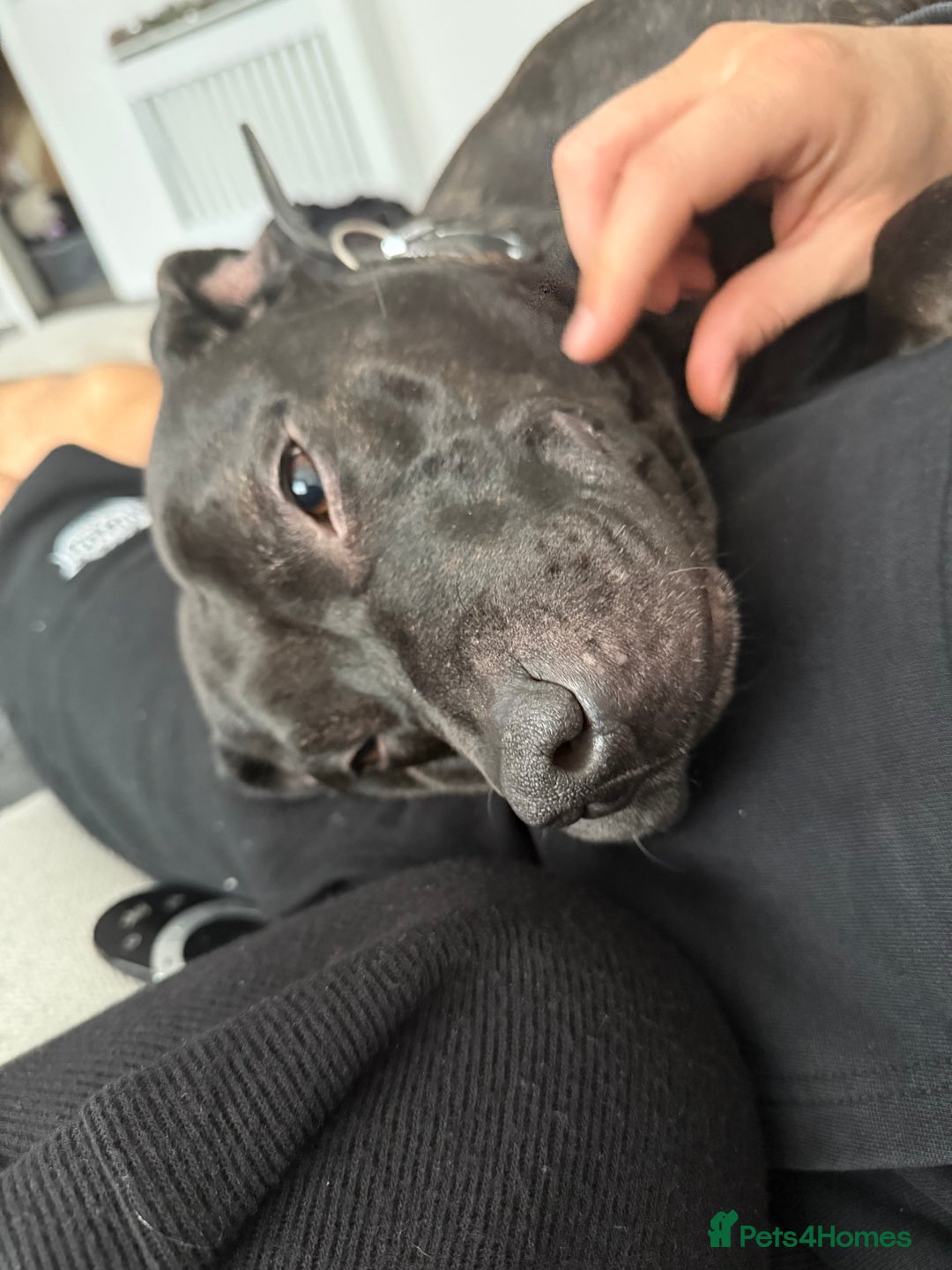 Staffordshire Bull Terrier dogs for sale: Energetic & Loving 6-Year-Old Staffordshire  - Image 2
