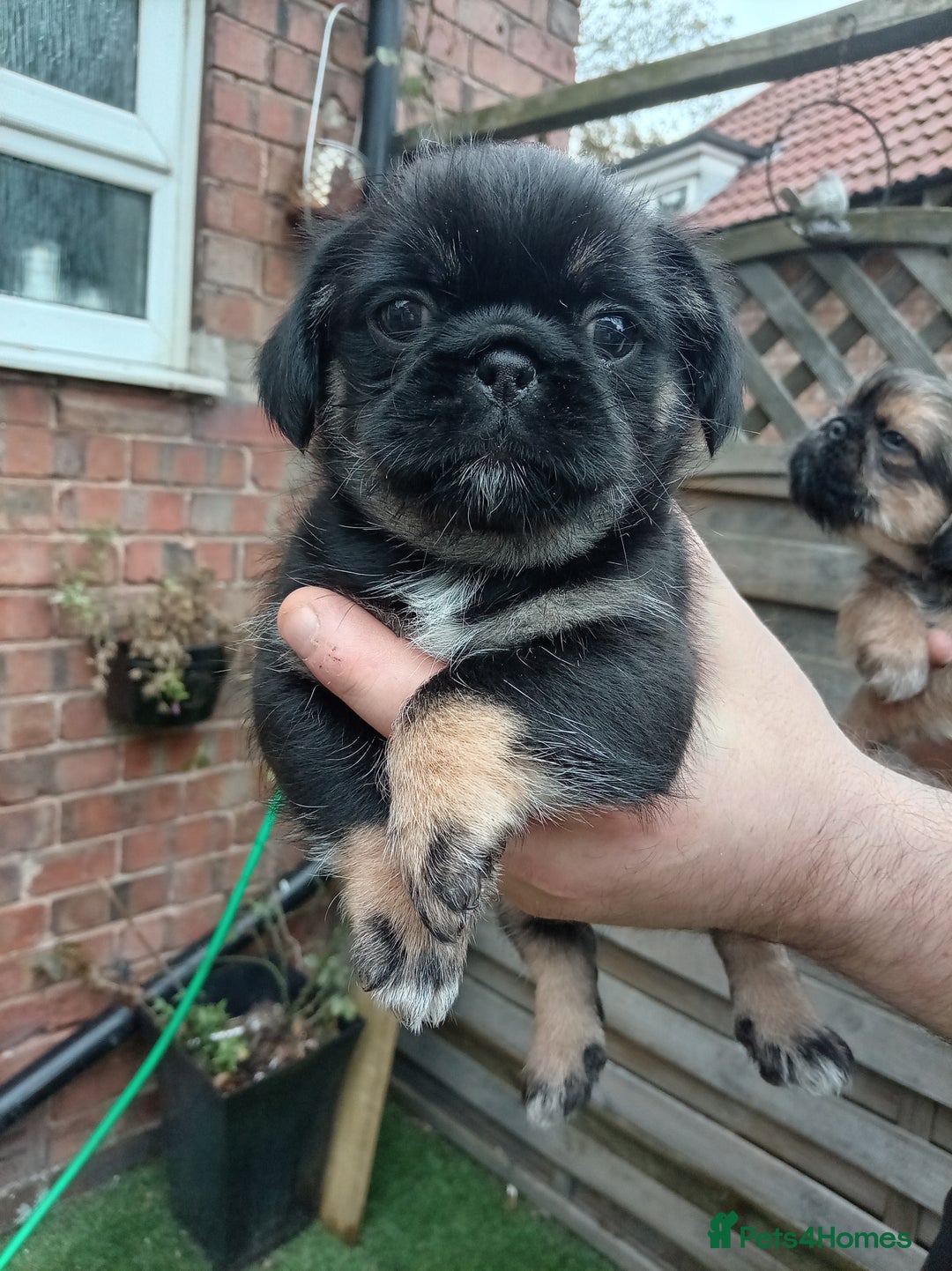 Black Pug Shih Tzu Mix Pug X Shih Tzu Pug Zu Shih Pug Puppies For Sale