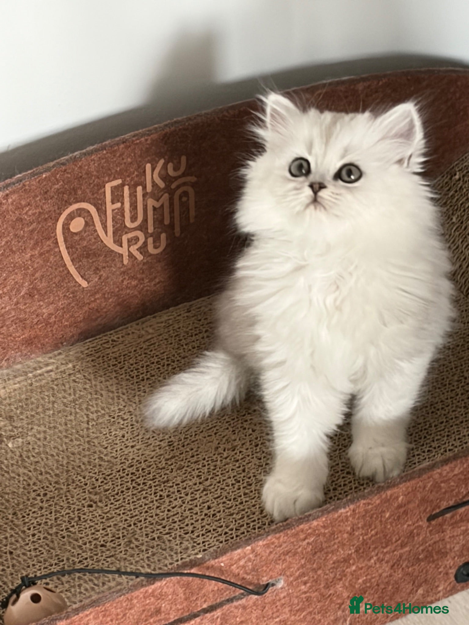 Persian cats Persian Kittens  - Advert 2