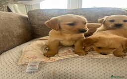 Golden Retriever dogs for sale: Beautiful  kc registered golden retriever puppys - Image 5