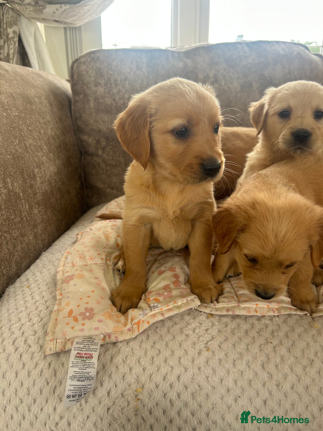 Golden Retriever dogs for sale: Beautiful  kc registered golden retriever puppys - Image 5