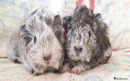 Guinea Pig rodents for sale: BABY GUINEA PIGS AVAILABLE HEREFORDSHIRE  - Image 11