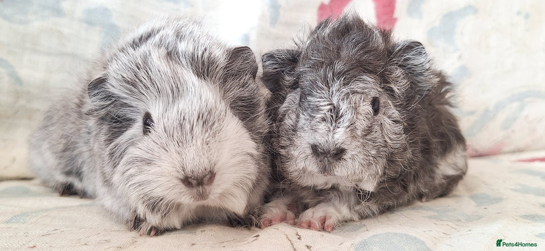 Guinea Pig rodents for sale: BABY GUINEA PIGS AVAILABLE HEREFORDSHIRE  - Image 11