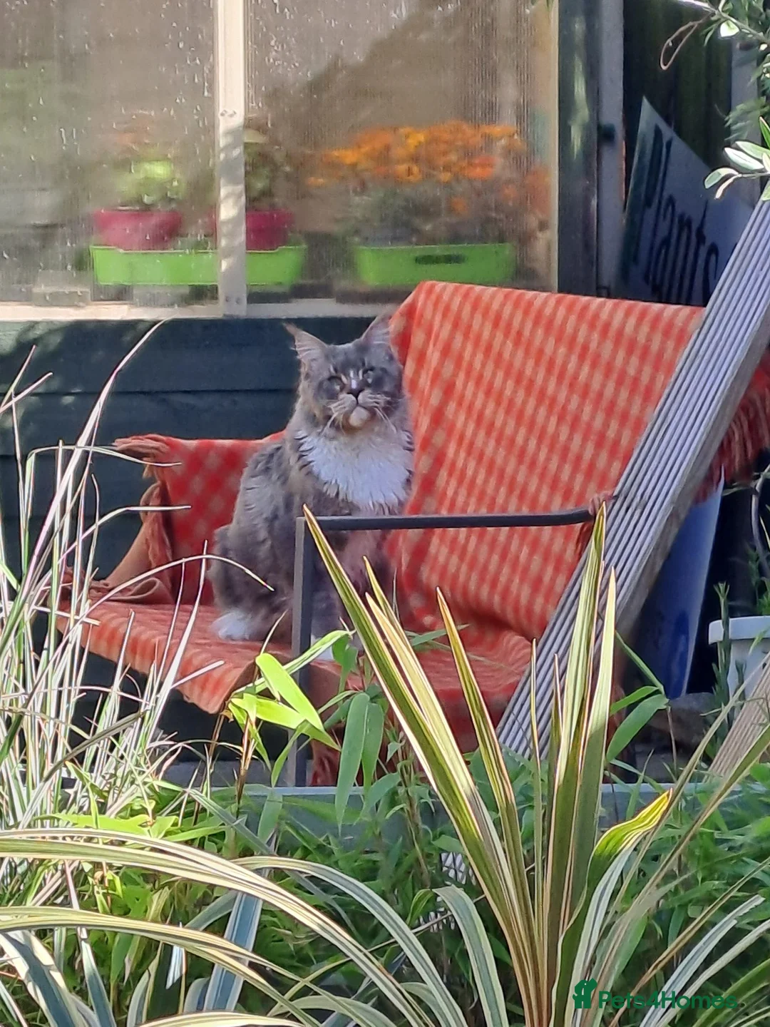 Maine Coon cats for sale: Looking for Rescue ideally please read fully - Advert 1