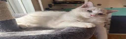Ragdoll cats for sale: Ziggy is ready for a family💙🐾 - Advert 6