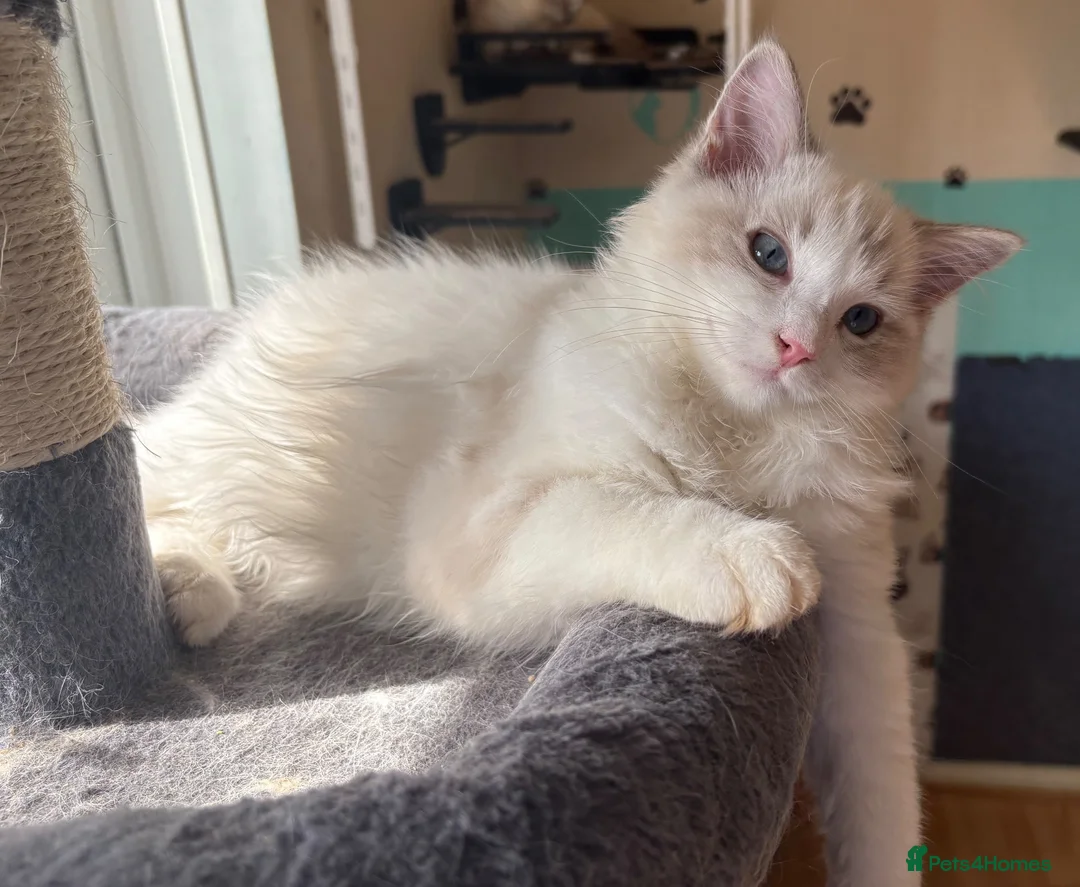 Ragdoll cats for sale: Ziggy is ready for a family💙🐾 - Advert 6