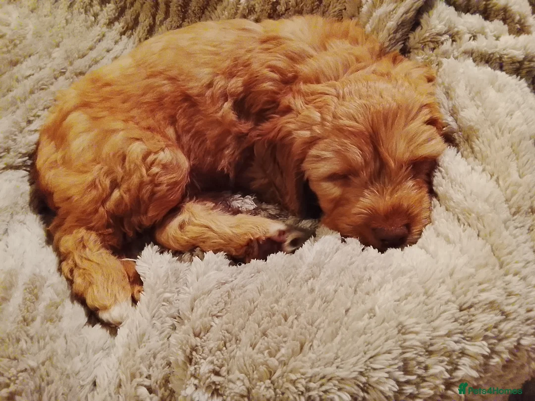 Cockapoo dogs for sale: Lovely male Cockapoo puppy - Advert 1