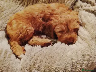 Cockapoo dogs Lovely male Cockapoo puppy - Advert 1