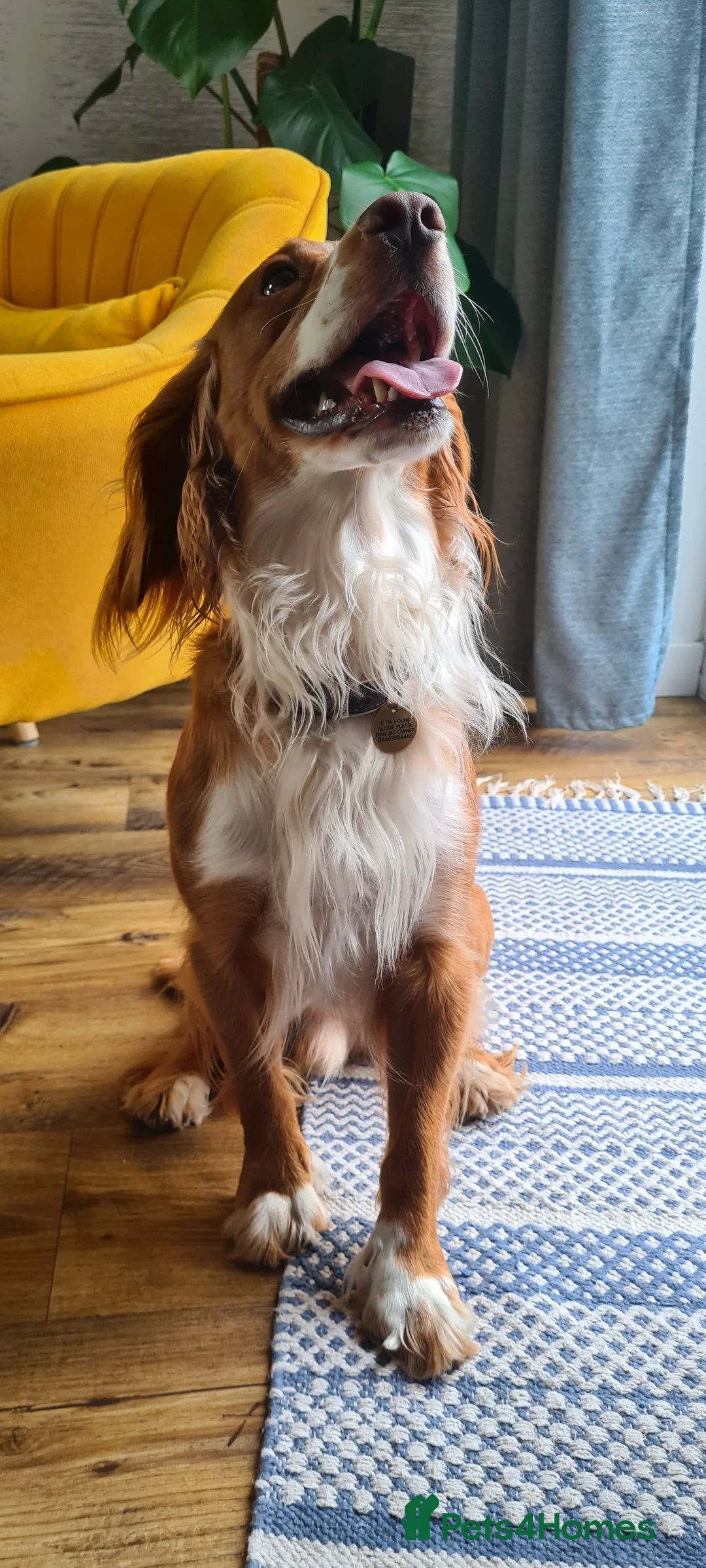 Cocker Spaniel dogs for stud: Working cockier spaniel stud  in Birkenhead - Advert 4
