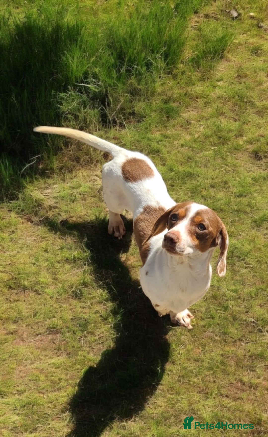 Miniature Dachshund dogs for sale: 5* Licensed, PRA CLEAR KC Mini Daxi's - Image 11