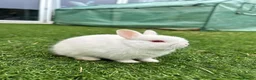 Netherland Dwarf rabbits for sale: Baby pure Netherlands Dwarf x 5 in Cheadle - Advert 3