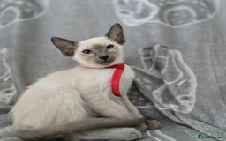 Siamese cats for sale: Four gorgeous girls - Image 1