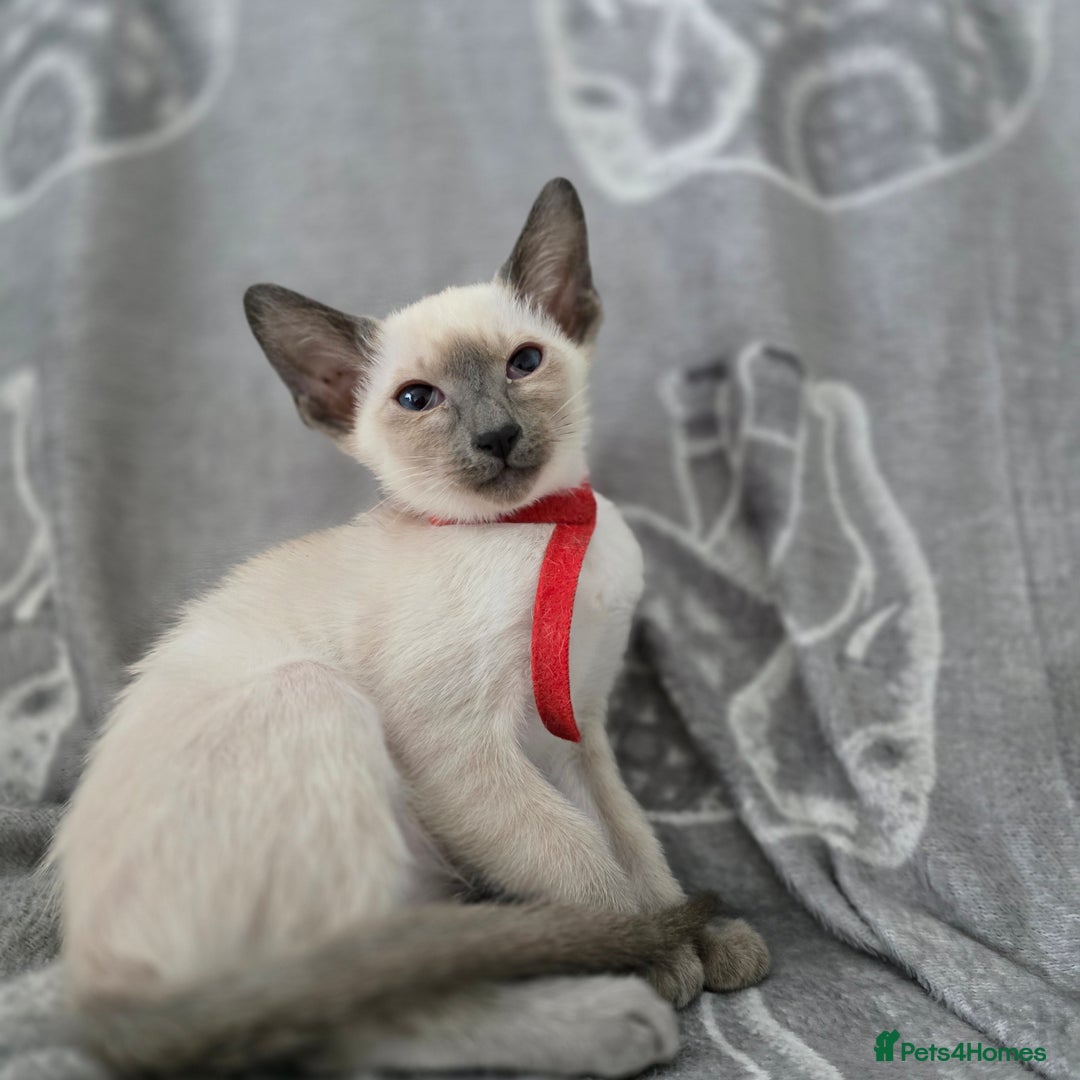 Siamese cats for sale: Four gorgeous girls - Image 1