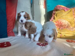 Cockalier dogs 1 GIRL & BOY LEFT Cavalier King Charles X Cocker - Advert 10